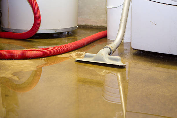 Best Mold removal after water damage  in Everman, TX